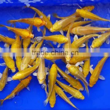 Ogon Koi Carp Fish Wholesale in Thailand