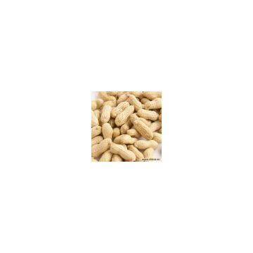 Sell Groundnuts in Shell