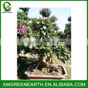 Bougainvillea spectabilis big bonsai (2)