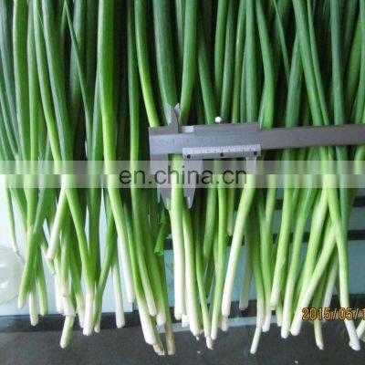 wholesale good quality factory price Chinese frozen green onion