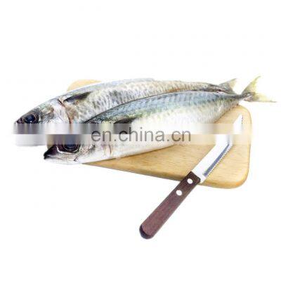 pacific mackerel frozen pacific mackerel fish whole round scomber japonicus