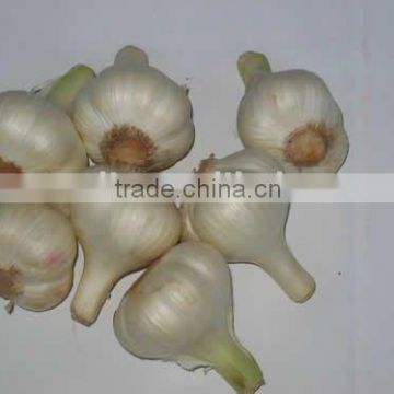 hardneck pure white garlic