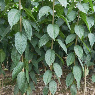 100% Pure Eucommia Extract Chlorogenic Acid Powder 5-98%（10% 25% 30% 50% 90%） (HPLC) photo-3