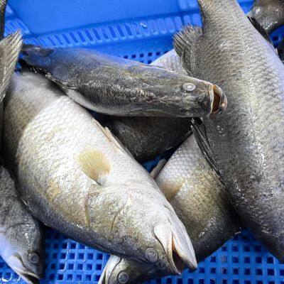 Barramundi Whole Round