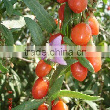 Gojiberry From Our Own Organic Goji Farm photo-3
