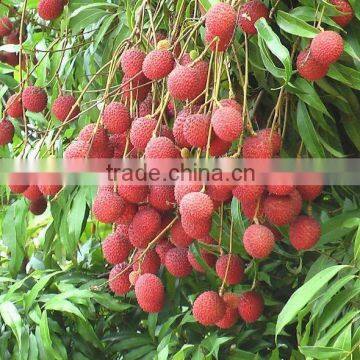 Yummy Natural Lychee Juice Beverage OEM photo-2