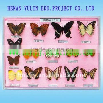 education supplies,durable,beauty,vivid,15 Chinese butterflies specimen collection