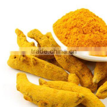 Premium turmeric powder bulk supplier