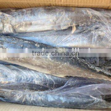 Spanish mackerel price