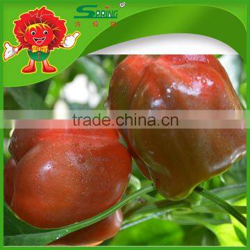 not spicy red yellow pepper chinese color sweet pepper
