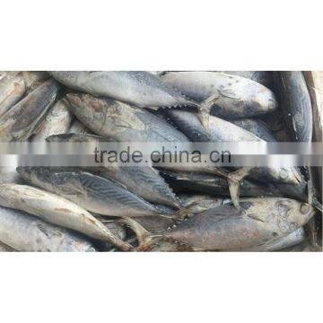 Frozen Bonito Fish for Sale