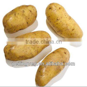 Yellow potato 2013 new crop in China