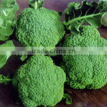 High Yield Chinese F1 Hybrid Broccoli Seeds High Popular In Market