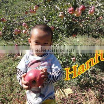 China Supplier of Fresh Red Delicious Bulk Fresh Apples Hanfu Apple Products photo-5