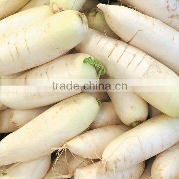 Commercial Potato Ginger Washer and Peeler Turnip Ginger Melon Fruit Ginger Washing and Peeling Machine photo-4