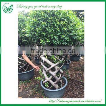 out door bonsai ficus cage