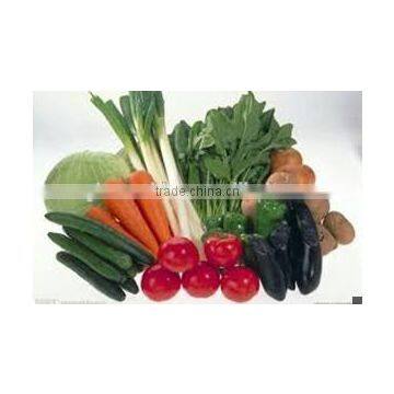 Industrial Tray Type Vegetable Mushroom Dryer Machine photo-5