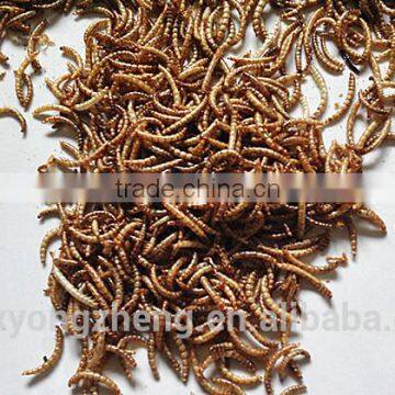 25mm 100% Pure Natural Freeze Dried Mealworms For Bird Food