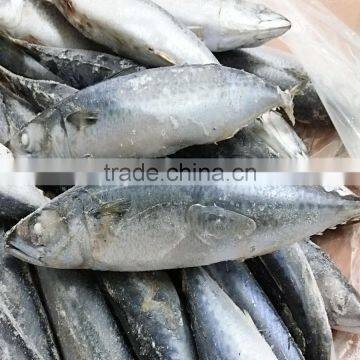 Block Frozen Mackerel Fish photo-2