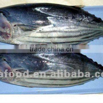 China Cheap Frozen Bonito Fish For Sale