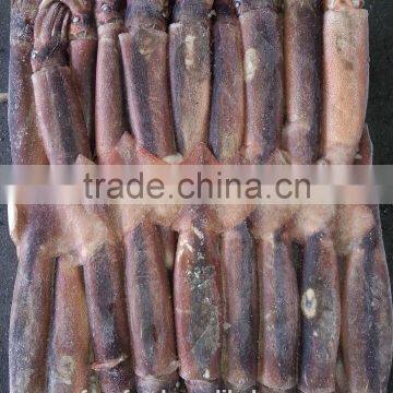 Frozen Argentina Illex Squid for Wholesale photo-3