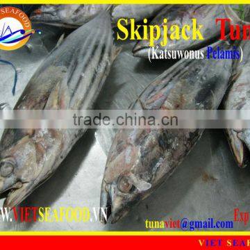 WHOLE ROUND FROZEN SKIPJACK TUNA