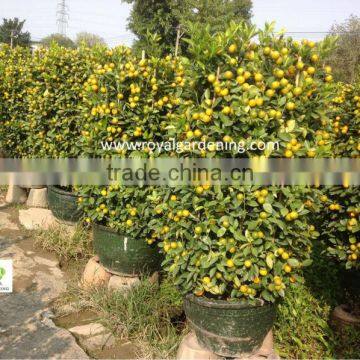 Citrus mitis ( Citrofortunella microcarpa) orange tree nursery