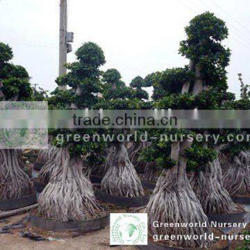 Ficus microcarpa big root and stump shape