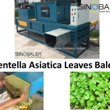 Centella Asiatica Leaves Baler / Centella Asiatica Leaf Baling Machine