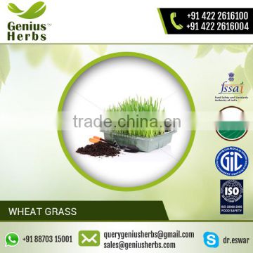 100% Natural Wheat Grass Sold by Qualified Supplier