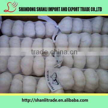 fresh garlic/wholesale garlic price for 2016 new crop