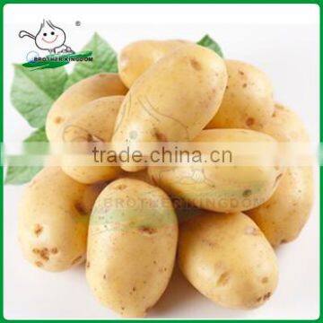 Fresh potato/Holland potatoPotato prices