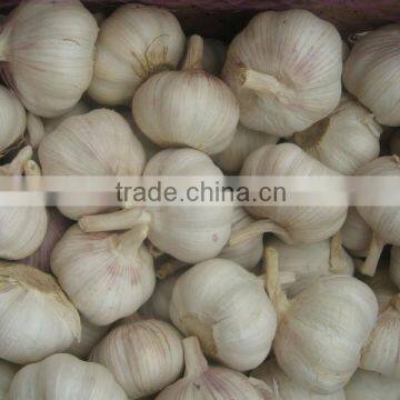 Natural white garlic 4.5cm