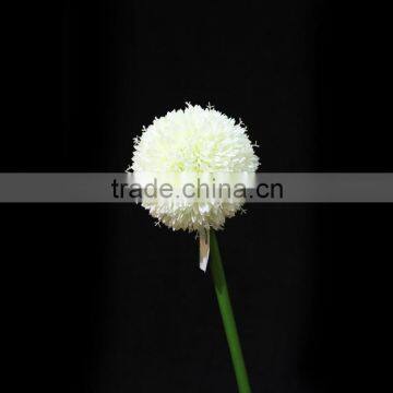 New Products 2016 Innovative Product Fistular Onion Flower With Different Size photo-6