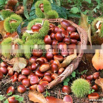 High Grade Dried Chestnuts/health Food/dried Chestnuts for Sale photo-4