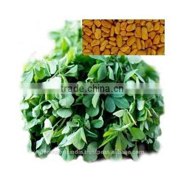 Fenugreek Seed Oil (Co2)