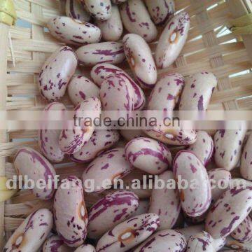 Light Speckled Kidney Bean ( long shape,2012 crop,yian origin)