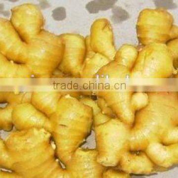 High Quality Tumeric Finger