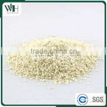 2016 Sortexed India Hulled White Sesame photo-2