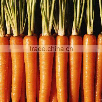 chinese fresh red carrot of 2011