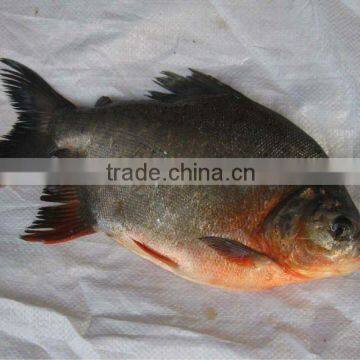 Low price frozen black pomfret 500-1000g IQF