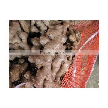 VIETNAM FRESH GINGER