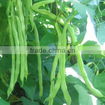 HBE07 Kaifa green OP beans seeds in vegetable seeds