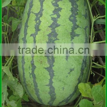 MW03 Gaoshai Oval shape red watermelon hybrid seeds in melon seeds