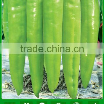 P20 Zhenbao f1 hybrid light green pepper seeds, 26 to 28cm, 80grams