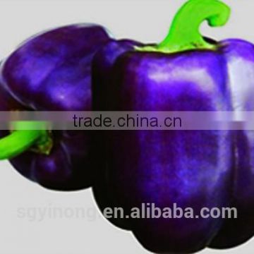 Mid-early maturity purple hybrid sweet pepper seeds Purple F1