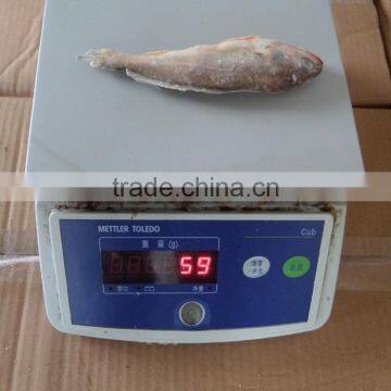 Frozen Yellow Croaker 40/60 G/pc photo-5