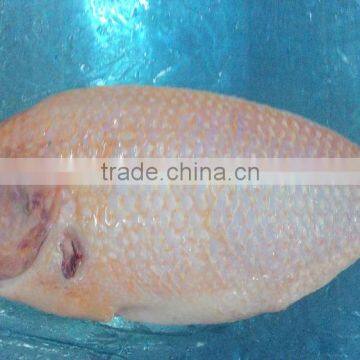 BLACK TILAPIA/ RED TILAPIA/ OREOCHROMIS/ PERCH photo-5