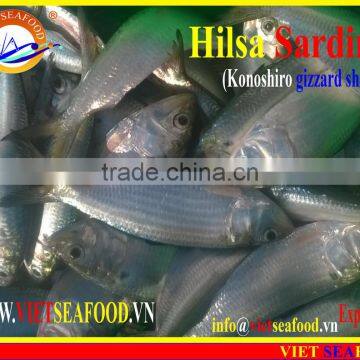 FROZEN DOTTED GIZZARD SHAD FISH