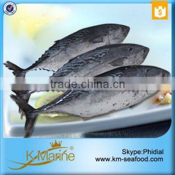 Carton or Woven Bag Packed Without Faure Marin Fresh Whole Round Bonito Fish